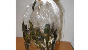 Przechwycone pijawki/ fot. Służba Celna