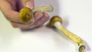 66-latek wybrał się do lasu na grzyby.