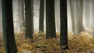 Szczęśliwy finał poszukiwań w Sosnowcu
