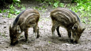 Na wrocławskim cmentarzu grasowały dziki...