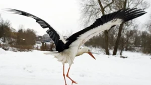 Mieszkańcy dokarmiają wygłodniałe ptaki.