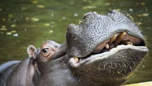 Pracownicy wrocławskiego ZOO liczą, w nowym miejscu Psotka znajdzie partnera