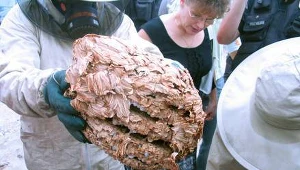 Rekordowa liczba interwencji w Lubuskiem