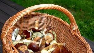 Lasy pełne grzybów i grzybiarzy