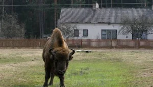 Żubry staną sią największą atrakcją regionu / fot. P. Mecik