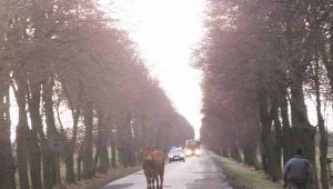 /fot. archiwum Straży Miejskiej w Mogilnie