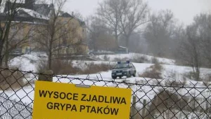 "Wirus ptasiej grypy woli niskie temperatury"