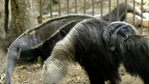 Nowa atrakcja opolskiego zoo