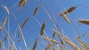 Spaliło się ponad 30 ha żyta