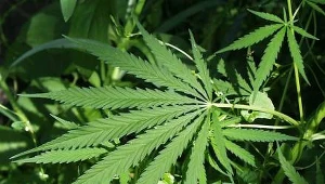 Co roku we Włocławku ma miejsce akcja "Konopie".