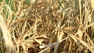 Plony mniejsze aż do 90%