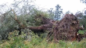 "Karolinka" dla poszkodowanych przez wichurę