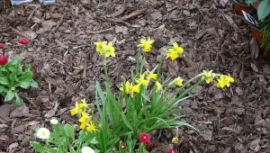 Znakiem rozpoznawczym akcji "Pola Nadziei" jest żonkil.