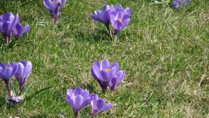 Na takie oznaki wiosny trzeba jeszcze poczekać...