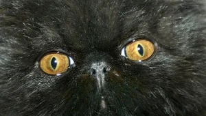 Czarny kot, według naszej kultury,  przynosi pecha.