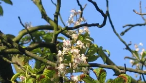 Dziś przypada II Nyski Dzień Kasztanowca