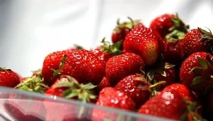 Gminne Święto Truskawki już 6 czerwca / fot. K. A. Rabij