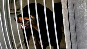 DNA psów dowodem w sądzie