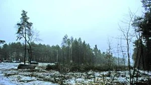 Wycinają las pod drogę