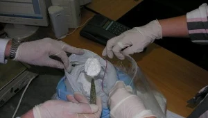 CBŚ: Plantacja konopii w woj. opolskim