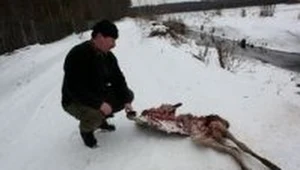 Szczątki sarny zjedzonej przez wilka.