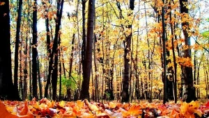 Jesień w Beskidach zmieni barwy