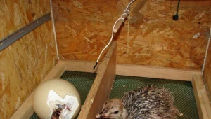 Jajo strusia jest bardzo wymagające