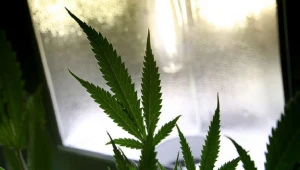 Policjanci wpadli na nietypowy sposób walki z narkomanią wśród młodzieży