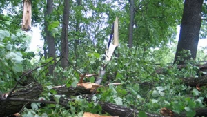 Drzewa spadały na linie energetyczne