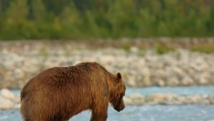Niedźwiedzie nieco mniej aktywne