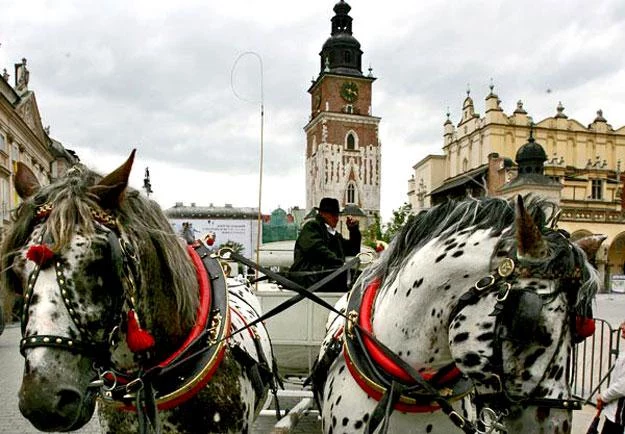 Konie w Krakowie pracują cały rok Dorożki mają być mniejsze i nawiązywać do krakowskiej tradycji