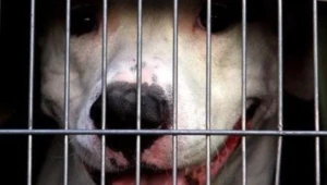 Obok ciała kobiety leżał pies rasy amstaf / fot. M. Smulczyński