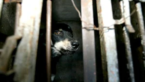 Uwaga właściciele psów