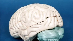 Dzień Mózgu w sopockim wydziale SWPS będzie towarzyszyć obchodom Światowego Tygodnia Mózgu