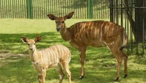 W Przemyślu powstaje placówka leczenia saren