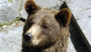 Miś jak to miś. Zawierać nowe znajomości lubi...