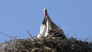 Para kalekich bocianów złożyła jaja
