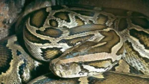 Wąż wzbudził spore zdziwienie mieszkańców miasta