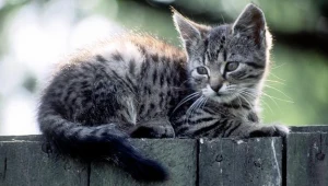 Pomagajmy zwierzętom w upalne dni