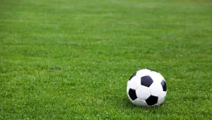 Młode orły mogą opuścić gniazda