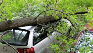 Drzewo przewróciło się na parking w Krośnie