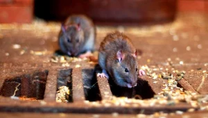 Mieszkańcy narzekają na szczury