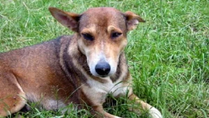 Akcja ma zachęcić mieszkańców do sprzątania po swoim czworonogu