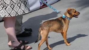 W paradzie mogą wziąć udział psy i ich właściciele