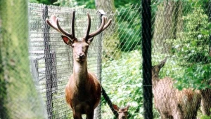 Rozpoczęło się rykowisko jeleni karpackich