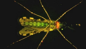 Do zakażenia malarią dochodzi podczas ukąszenia człowieka przez samicę komara widliszka