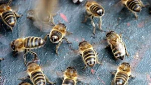 Dobre zbiory miodów jesiennych na Podkarpaciu