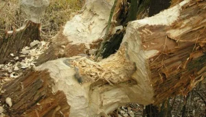 W okolicach Szczepocic bobry aktywne są szczególnie nad brzegami Warty/fot. Z. Kipigroch