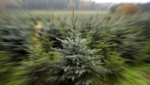 Większość nadleśnictw na Podkarpaciu w poniedziałek rozpocznie sprzedaż choinek