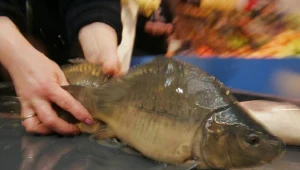 Policja odzyskała 26 ton ryb, które trafiły z powrotem do hodowcy